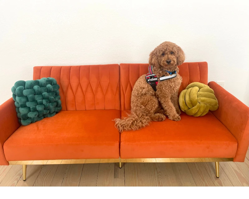 Teddy the therapy dog in southlake tx on a red couch